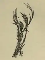 Caryocolum leucomelanella