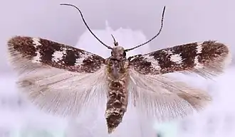 Caryocolum schleichi