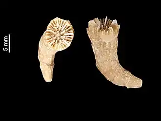 Caryophyllia abrupta