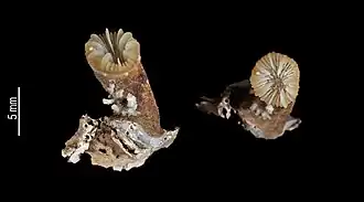 Caryophyllia crosnieri