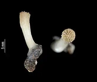 Caryophyllia oblonga