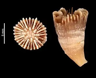 Caryophyllia octonaria