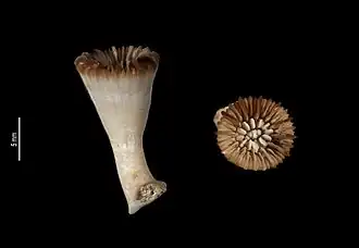 Caryophyllia versicolorata