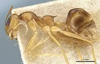Dorymyrmex flavescens
