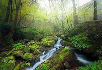 Kaspisch-Hyrcaanse gemengde bossen