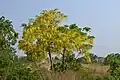 Cassia fistula
