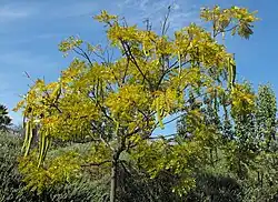 Cassia leptophylla