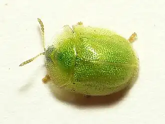 Cassida hemisphaerica