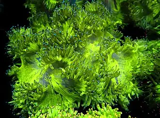 Stylophora pistillata