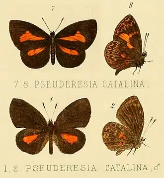 Liptena catalina