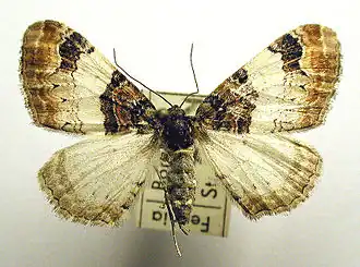 Bonte walstrospanner