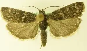 Catastia kistrandella