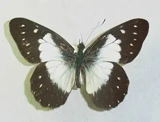 Catasticta sisamnus