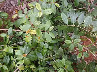 Cathine komt voor in Catha edulis.