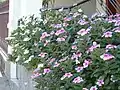 Catharanthus roseus