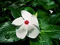 Witte Catharanthus roseus