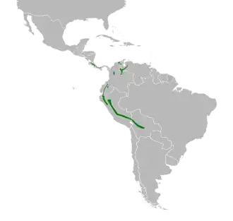 Grijsrugdwerglijster