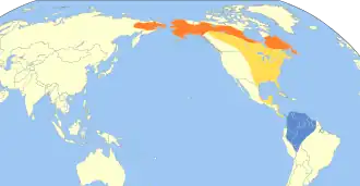 Grijswangdwerglijster
