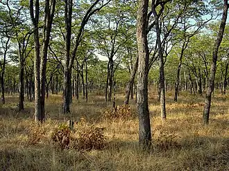 Miombobomen in het park.
