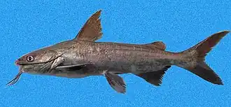 Cathorops dasycephalus