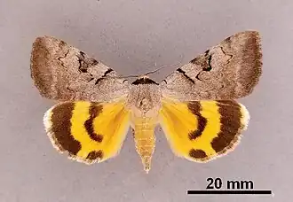 Catocala abbreviatella