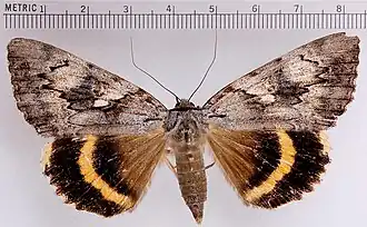 Catocala cerogama