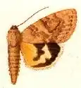 Catocala contemnenda