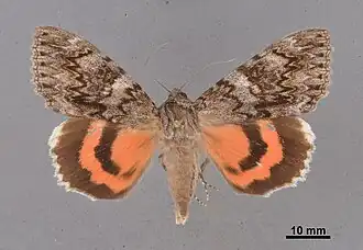 Catocala faustina