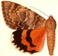 Catocala fuscinupta