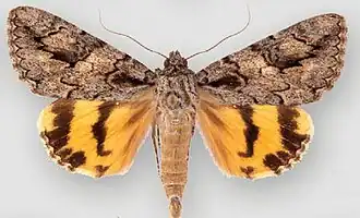 Catocala johnsoniana