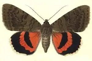 Catocala oberthurii