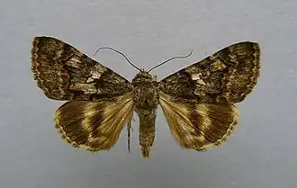 Catocala separata