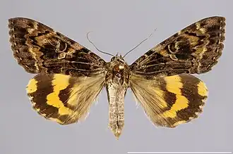 Catocala tapestrina