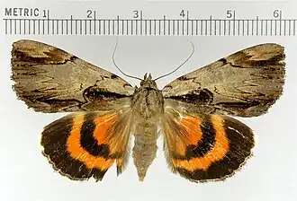 Catocala ultronia