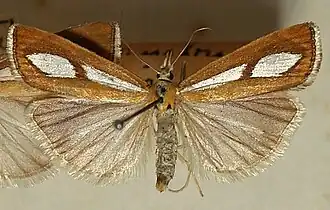 Catoptria conchella