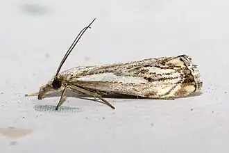 Catoptria falsella