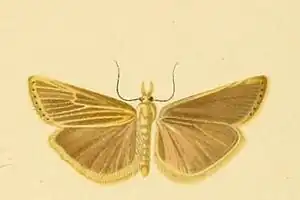 Catoptria domaviellus