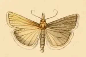 Catoptria laevigatellus