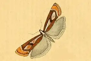 Catoptria mytilella