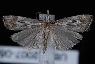 Catoptria oregonicus