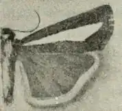 Catoptria pyramidellus