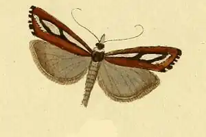 Catoptria speculalis