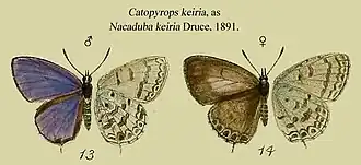 Catopyrops keiria