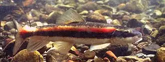 Catostomus tahoensis