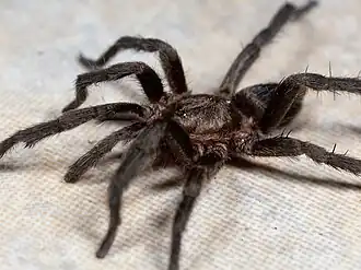 Catumiri argentinense