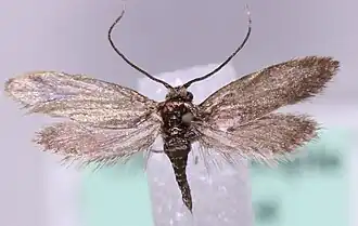 Cauchas breviantennella