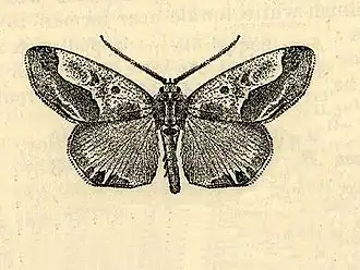 Caularis jamaicensis