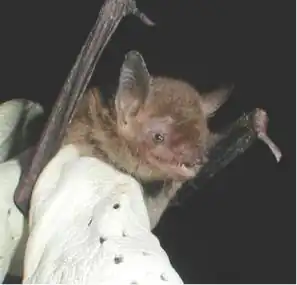 Myotis velifer