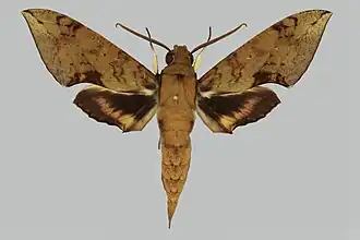 Cechenena transpacifica