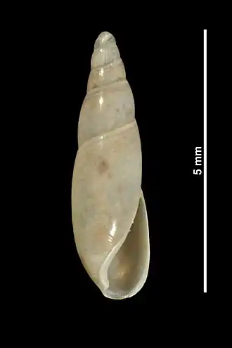 Cecilioides eucharista